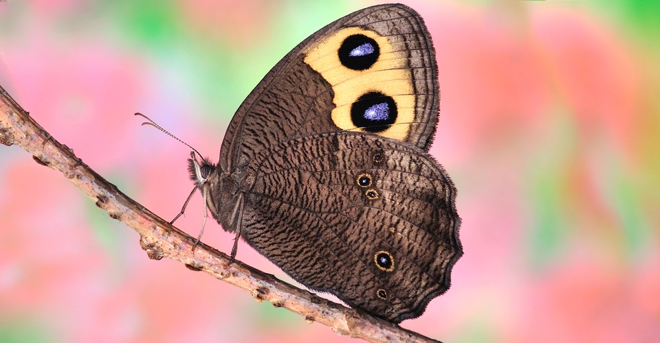 The Butterflies That Hear With the Veins in Their Wings The Atlantic