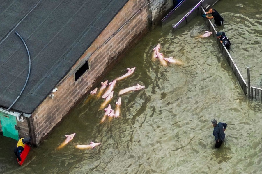 About a dozen pigs swim past a building in thigh-deep floodwater.