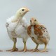 A pure-heritage-breed broiler chicken entirely reconstituted from frozen genetic material, surrounded by brown layer chicks.