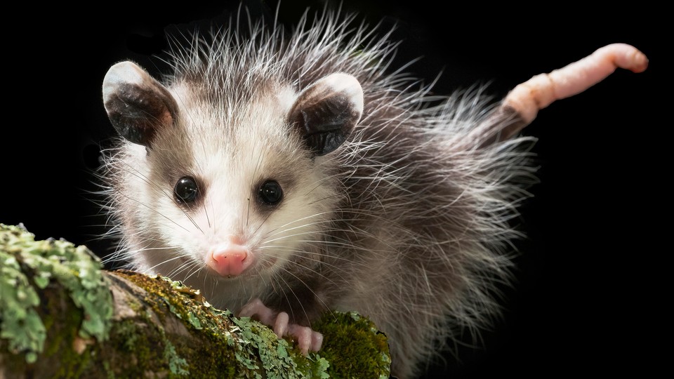 An opossum looks directly at the camera.