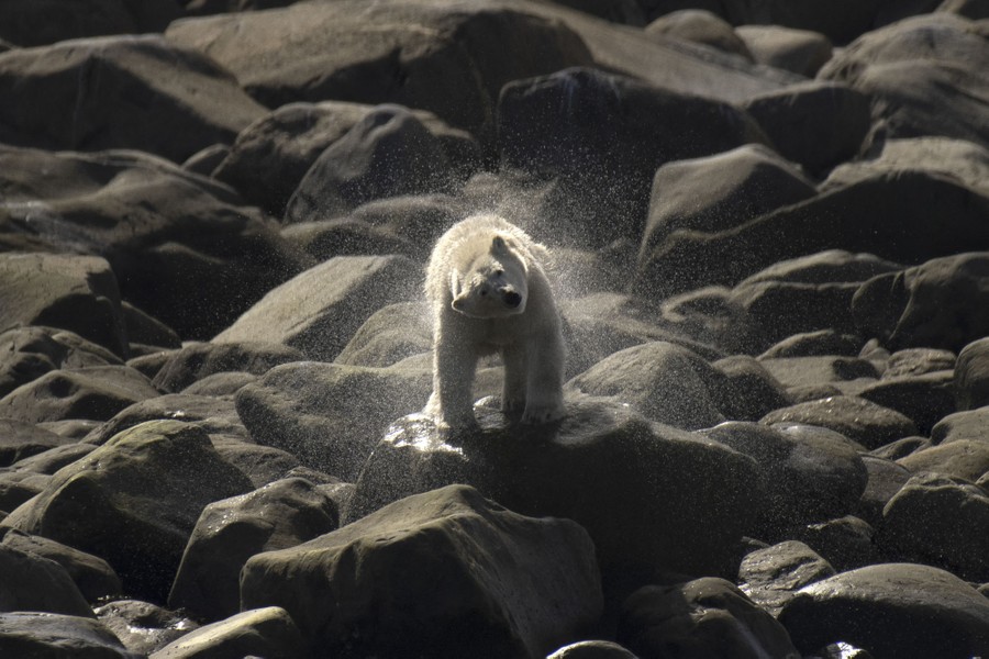A polar bear shakes off water while standing on rocks.