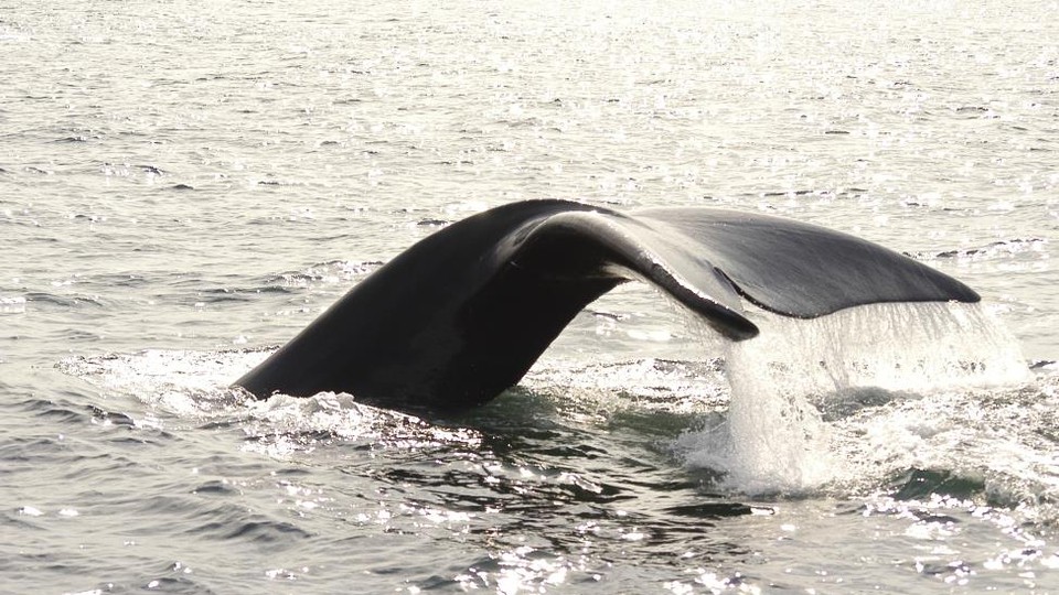 The tail of a right whale rises out of the ocean.