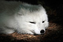 A white-morph Arctic fox rests.