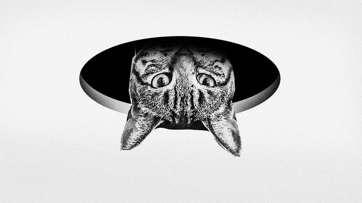 The Ceiling Cat Meme Came To Live In My House The Atlantic