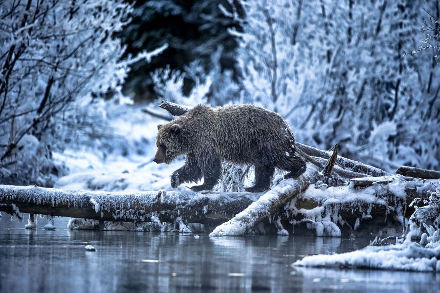 A grizzly bear crosses a stream on a log in icy weather.
