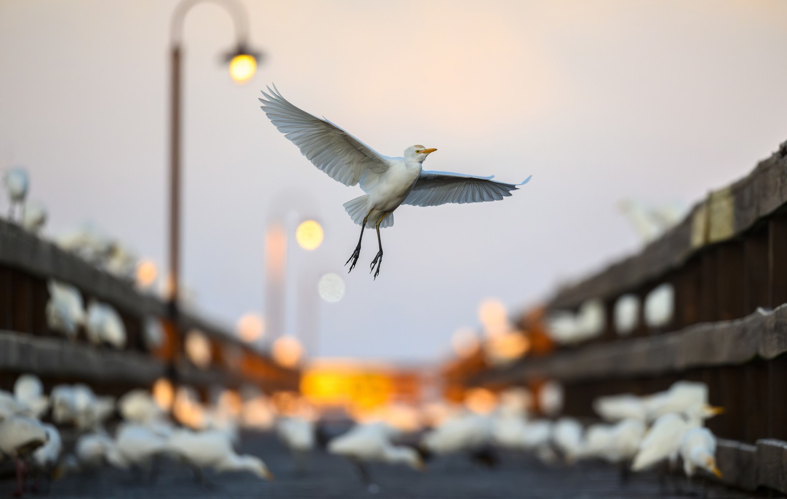 A white egret with an orange head patch and yellow bill glides over a wooden pier in the center of the frame.