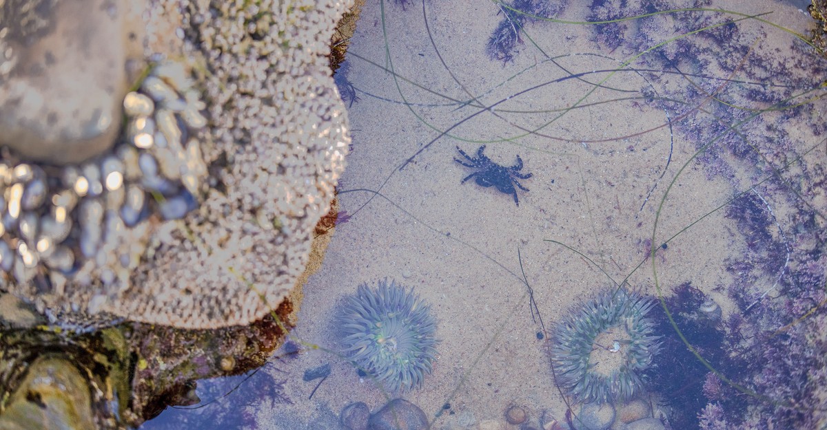 Rachel Carson: Undersea