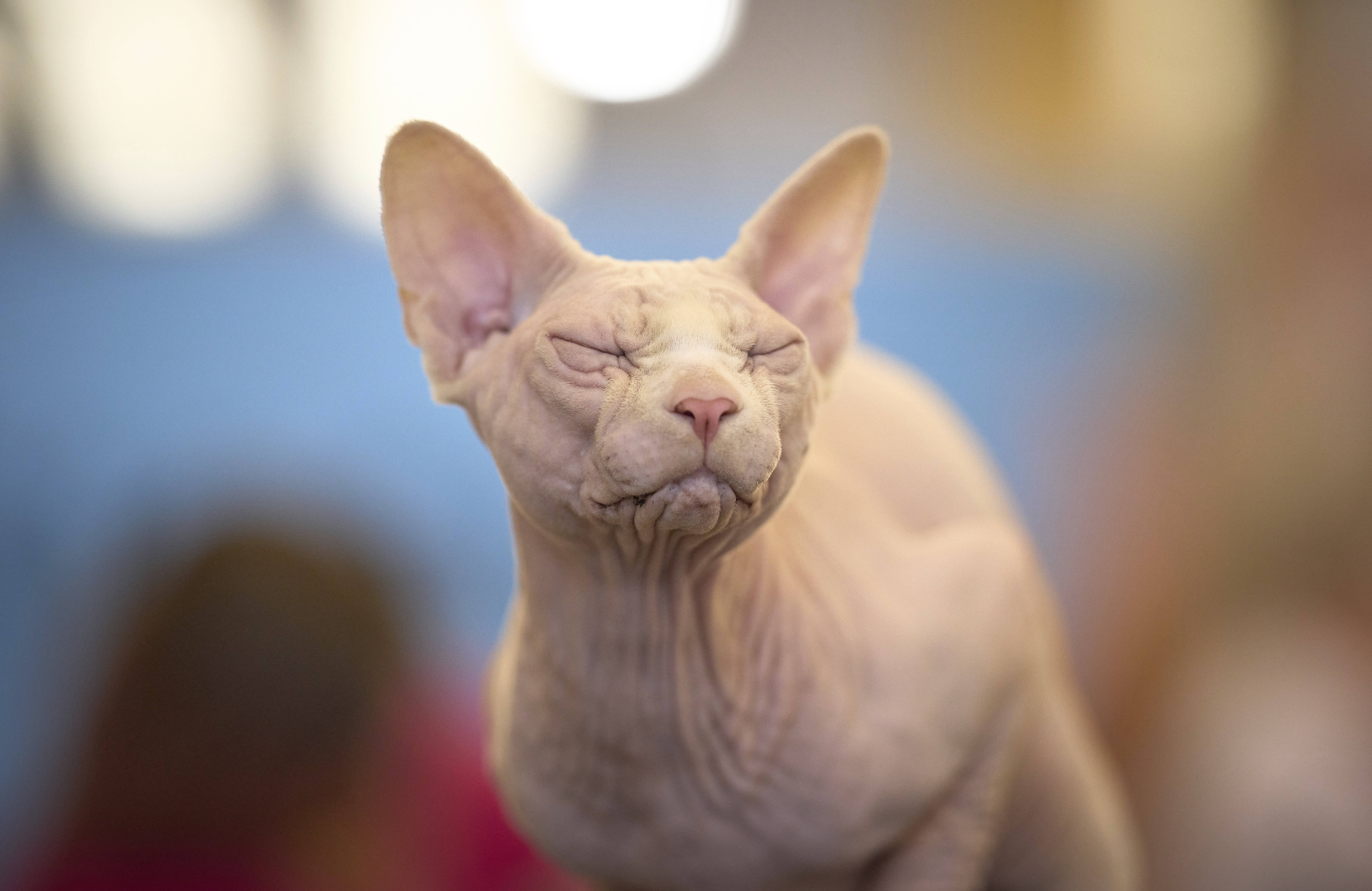 A hairless cat closes its eyes while being judged.