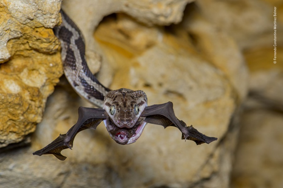 A snake reaches out of cracks in a rock wall, grasping a bat firmly in its mouth.