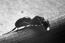 A queen ant