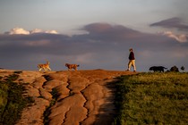 A man walks across a mountaintop with his dogs.