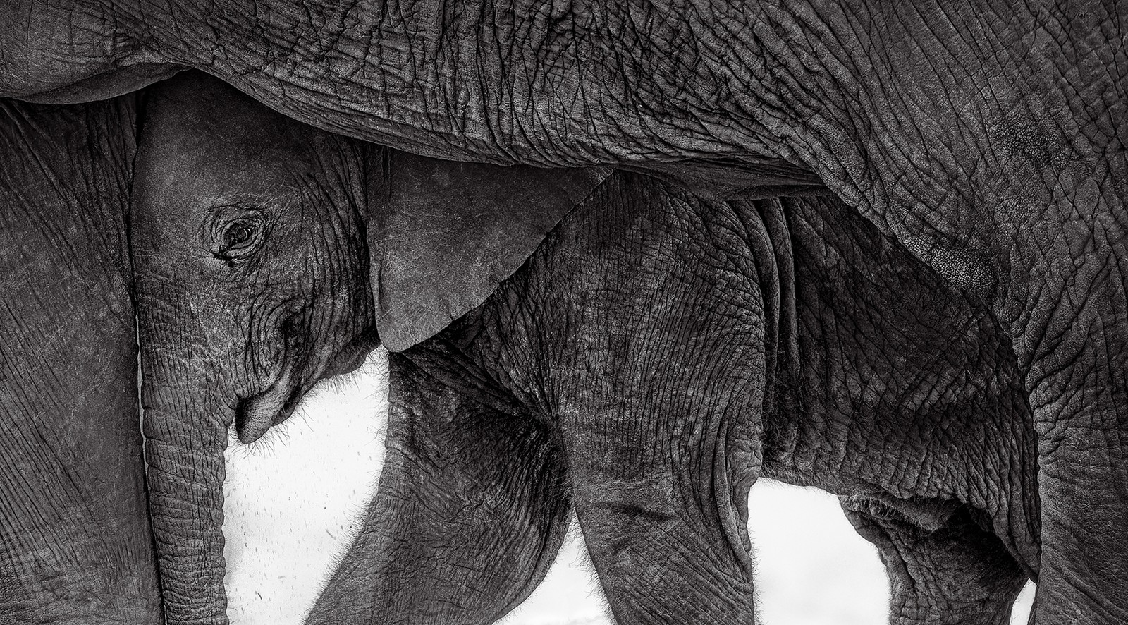 An elephant calf seeks shelter from the sun beneath its mother.