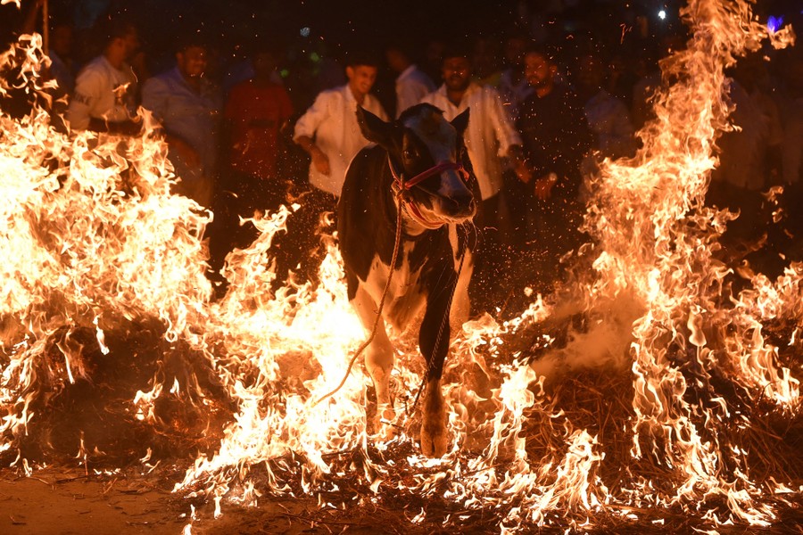 A cow walks through a pile of burning hay as a group of people looks on.