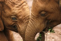 Two baby elephants.