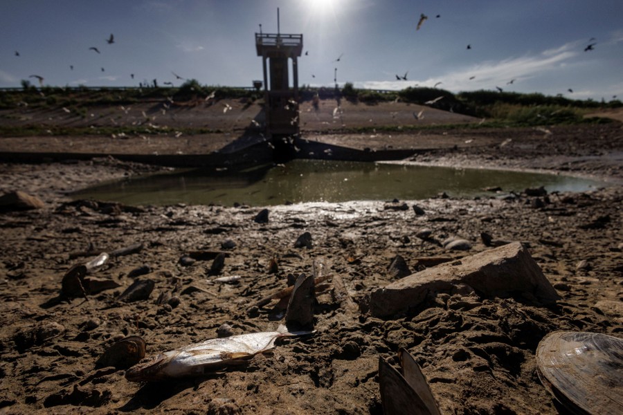 Dead fish and debris lie in thick mud beside a small pool of water.