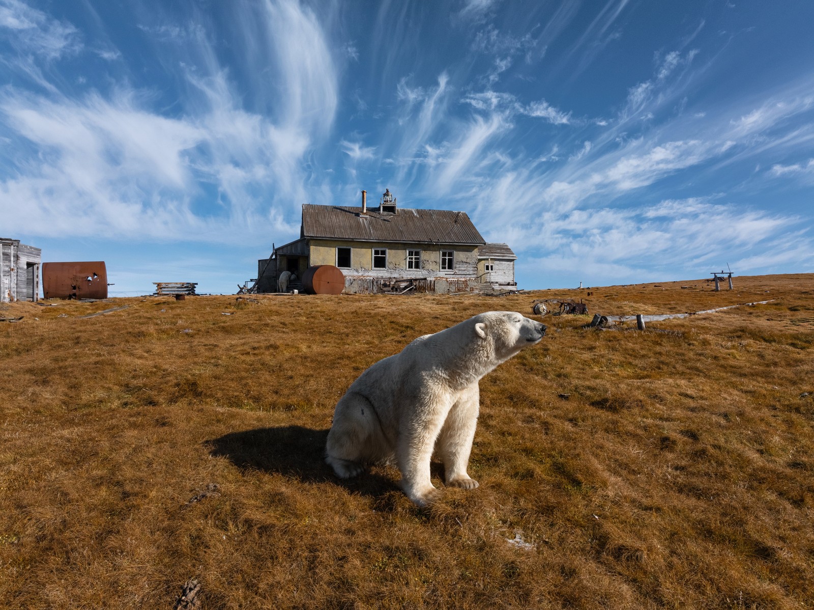A polar bear sits on grassy ground in front of an abandoned house-sized research station.