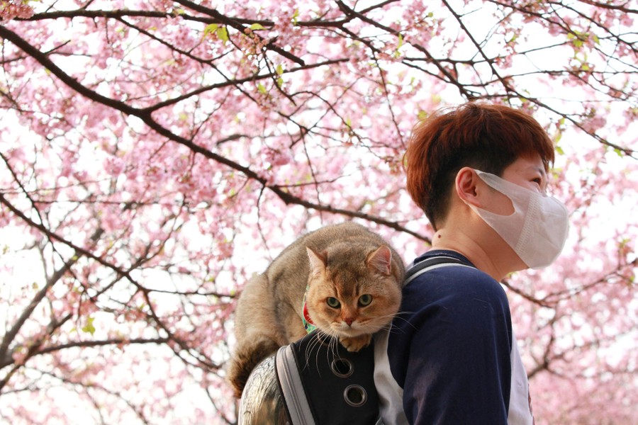 A person walks beneath blossoming cherry trees wearing a backpack with a cat resting on top of it.
