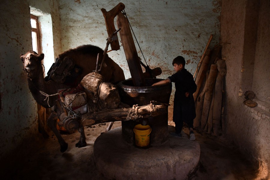 A boy works in an old mill, alongside a camel.