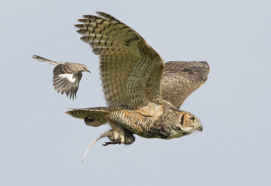 Superb Owl' takes flight: Social media filled with bird photos ahead of  56th Super Bowl in California