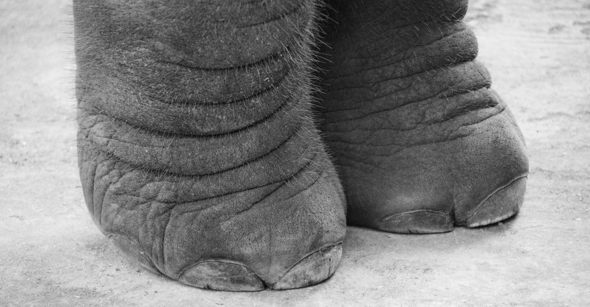 Elephants Might Have a Big Carbon Footprint