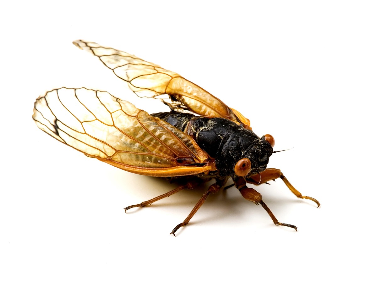 Tips for Fly Fishing during the 2021 Brood X Cicada Emergence —