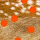 An illustration of a deer hide with dots on it.