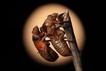 A cicada nymph clings to the empty shell of a previously molted cicada