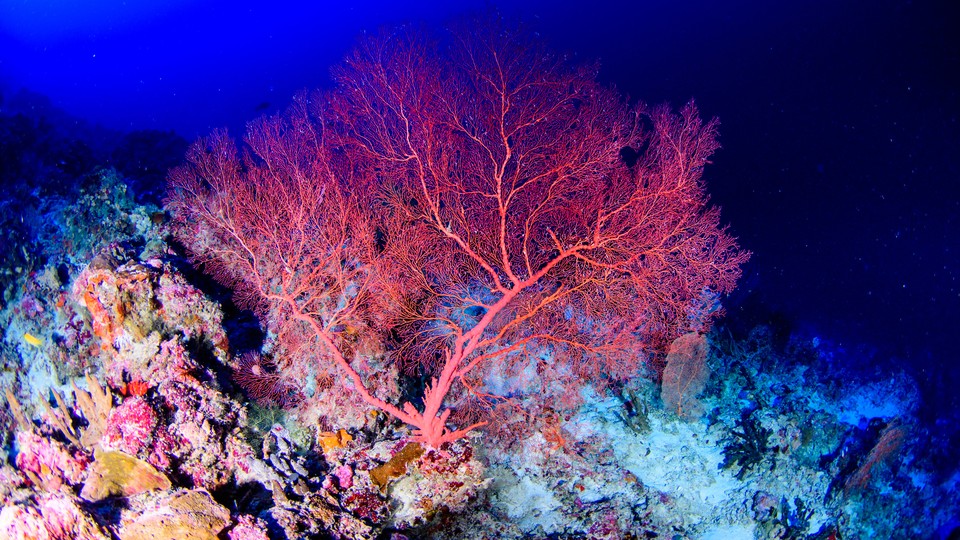 A coral in the mesophotic zone