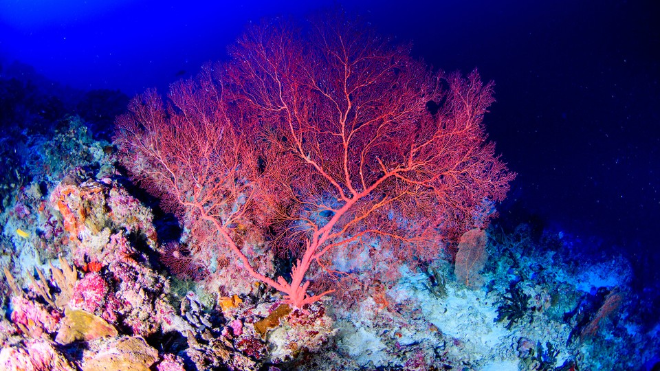 Red Sea Coral Reefs Keep Thriving Despite Global Warming - The New York  Times