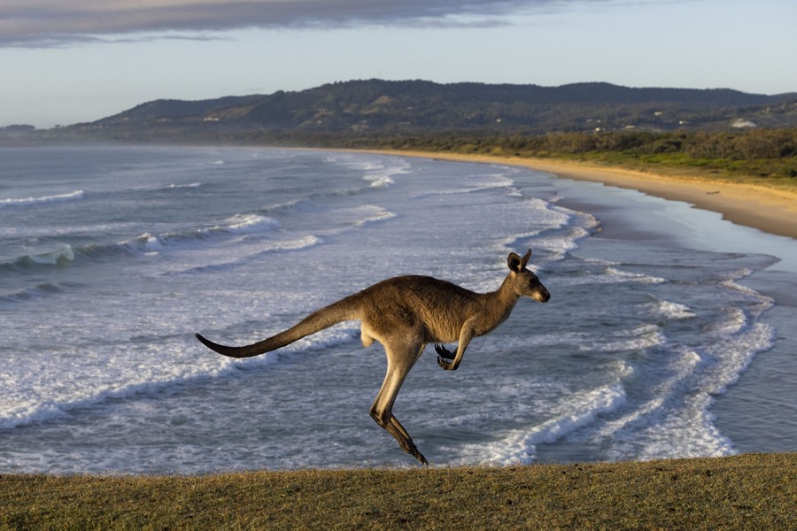 A kangaroo hops past a beach.