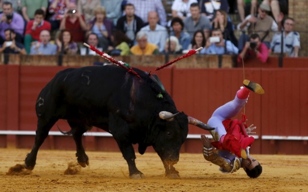 Bullfighting Memes