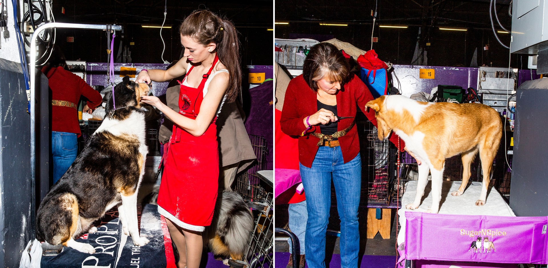 Backstage At The Westminster Dog Show The Atlantic