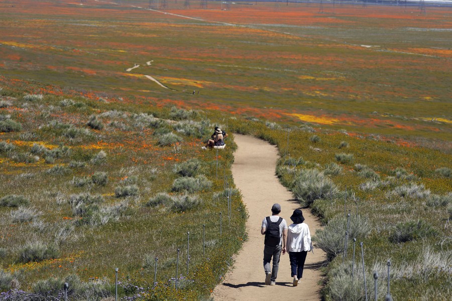 Visitors walk on a pathway amid fields of blooming flowers.