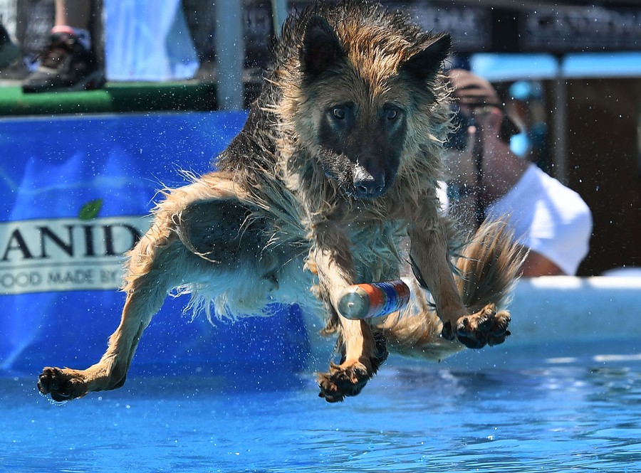 Photos: Paws in the Water—Dogs at Play - The Atlantic