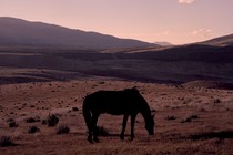 A horse grazes