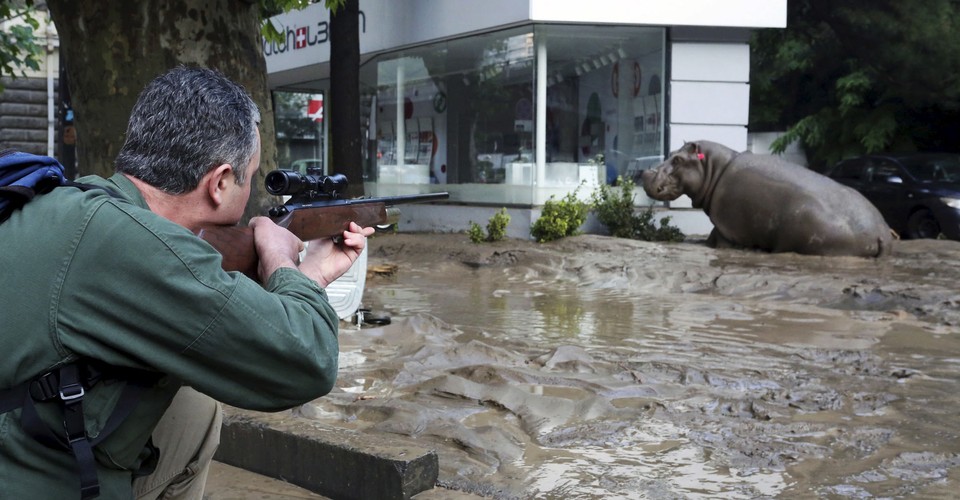 Zoo Animals Escape Amid Heavy Flooding in Tbilisi, The Atlantic