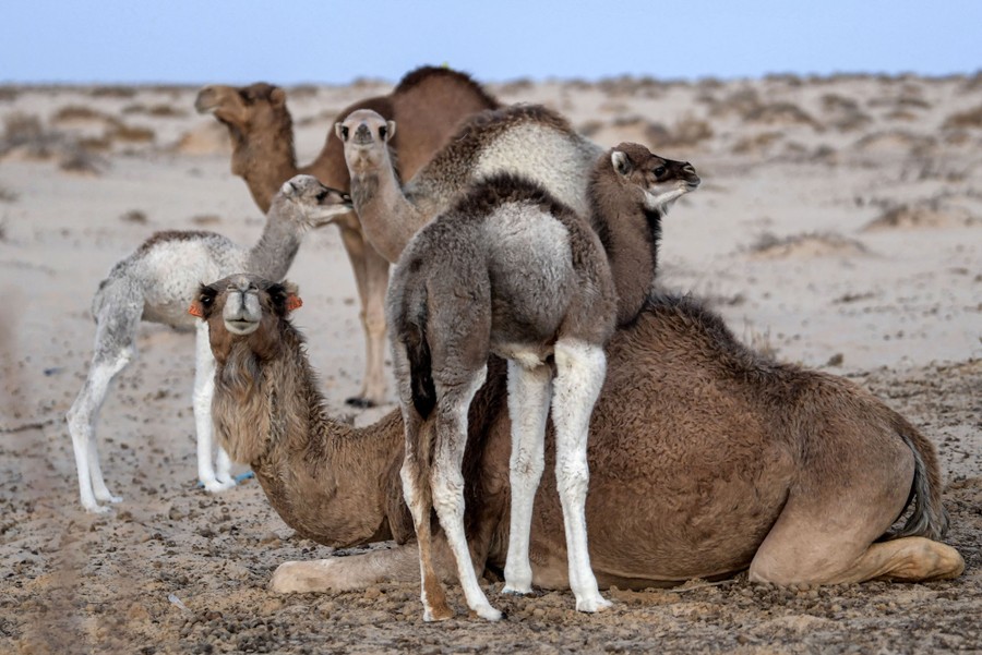 An adult camel lies on the ground in a desert, surrounded by several calves.