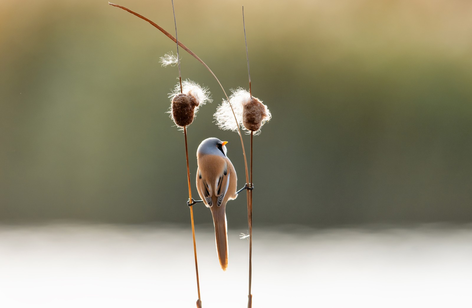 A small bird perches between two cattails, grasping a stalk with each foot.