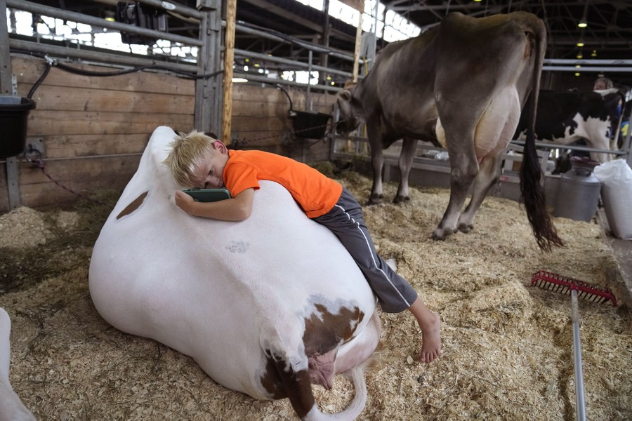 A boy lies on the back of a resting cow in a pen at a state fair.