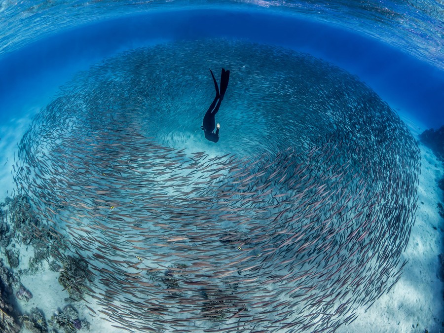 A swimmer wearing swim fins dives straight down into a circling school of fish.