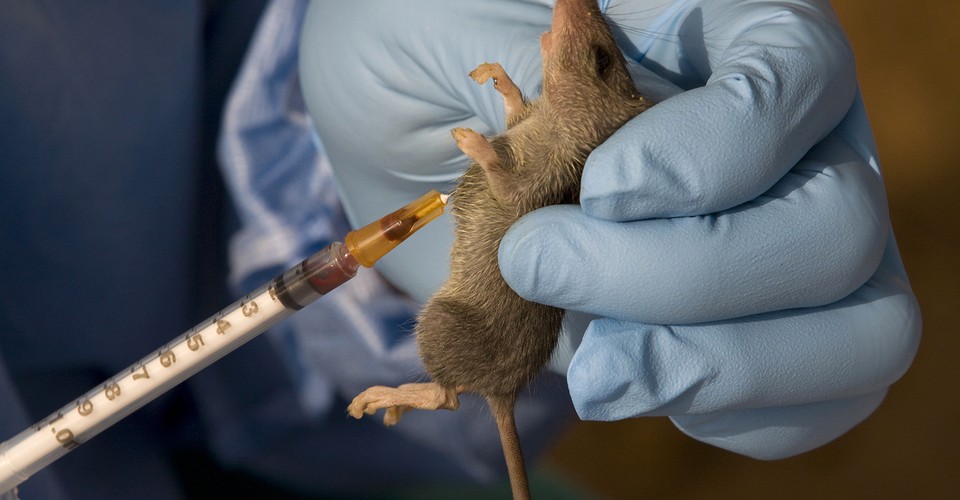 A Record High Lassa Fever Outbreak Strikes Nigeria The Atlantic   Original 