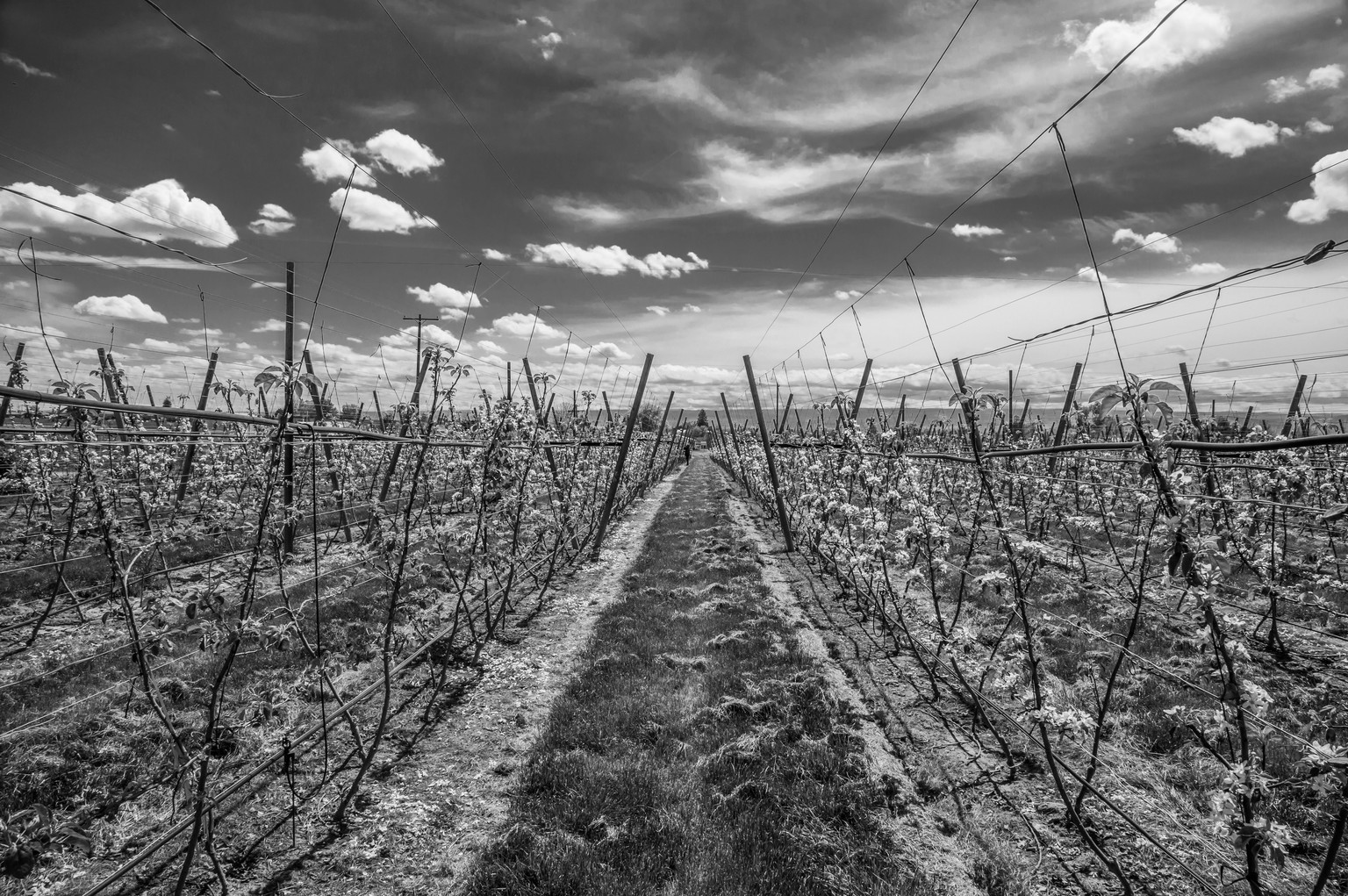 The Apple Pickers of the Yakima Valley: A Photo Essay - The Atlantic