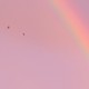 Blurred rainbow against pink sky background with two birds flying