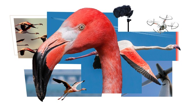 image of a high-tech flamingo