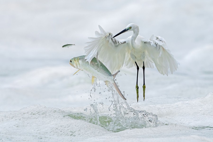 A white bird flaps its wings, just above the water's surface, as a large fish hits its wing while jumping out of the water to chase a smaller fish.
