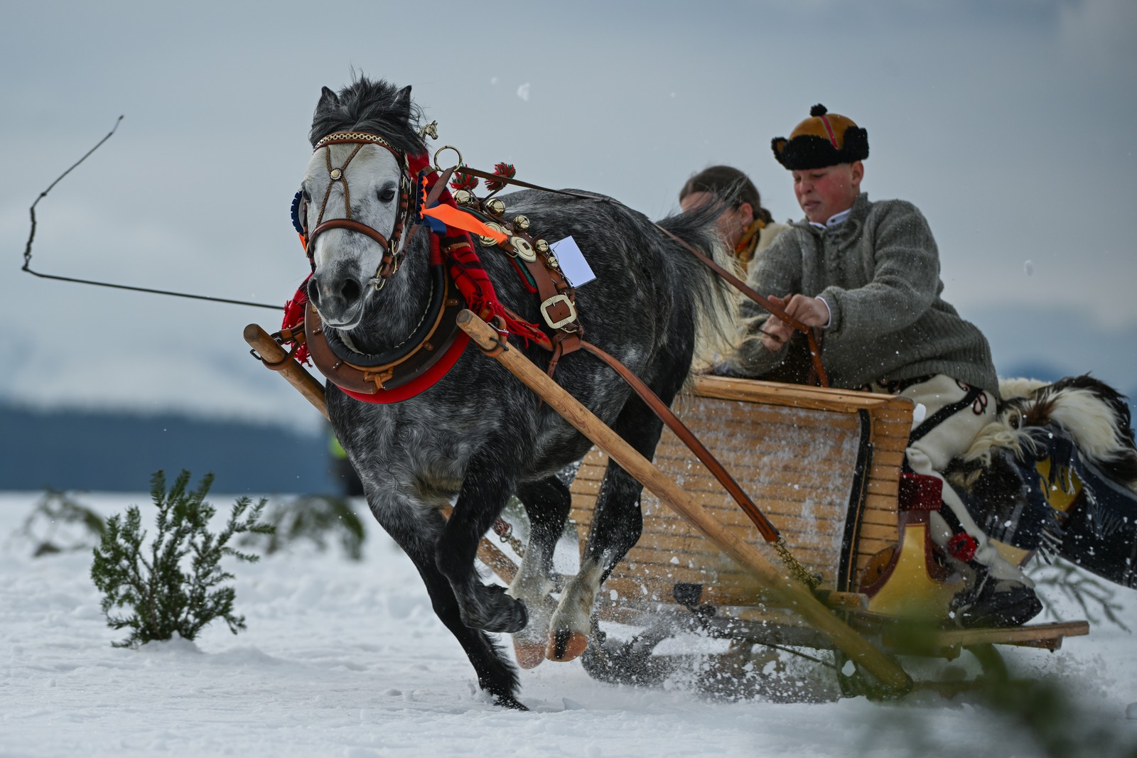 Two people ride in a small sleigh being pulled through snow by a running horse.