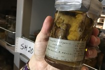A jar containing preserved bloodworms taken from a zebra