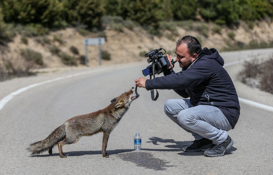 A photographer kneels down in a road to feed a small fox that has come close.