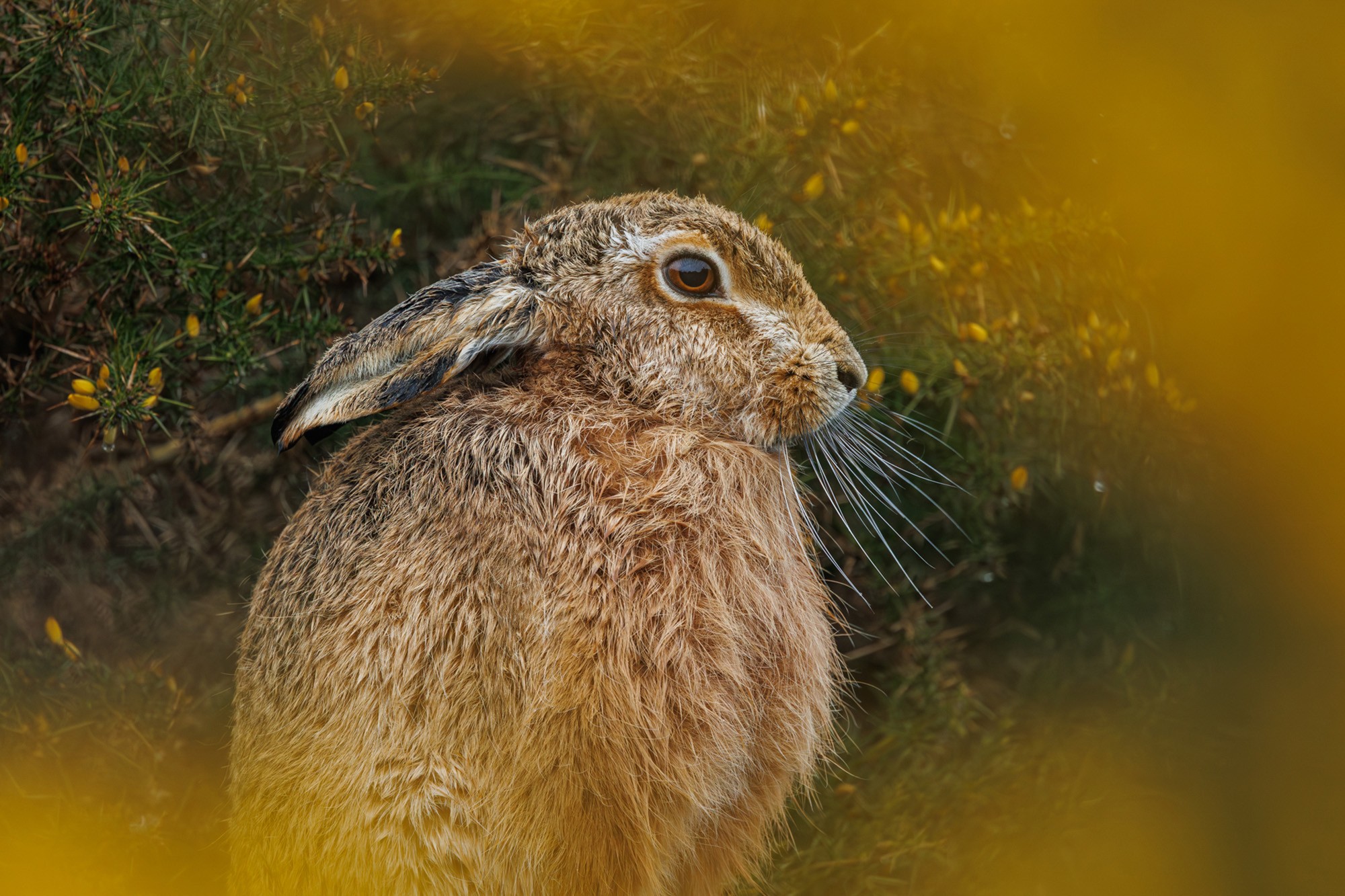 A close view of a hare, wet from rain, its ears down