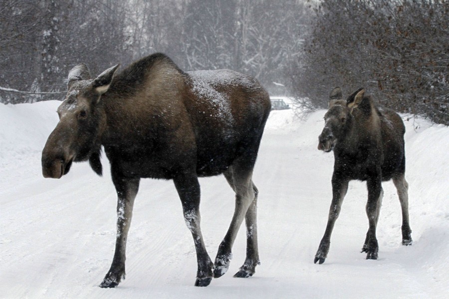 Two moose walk across a snow-covered road.